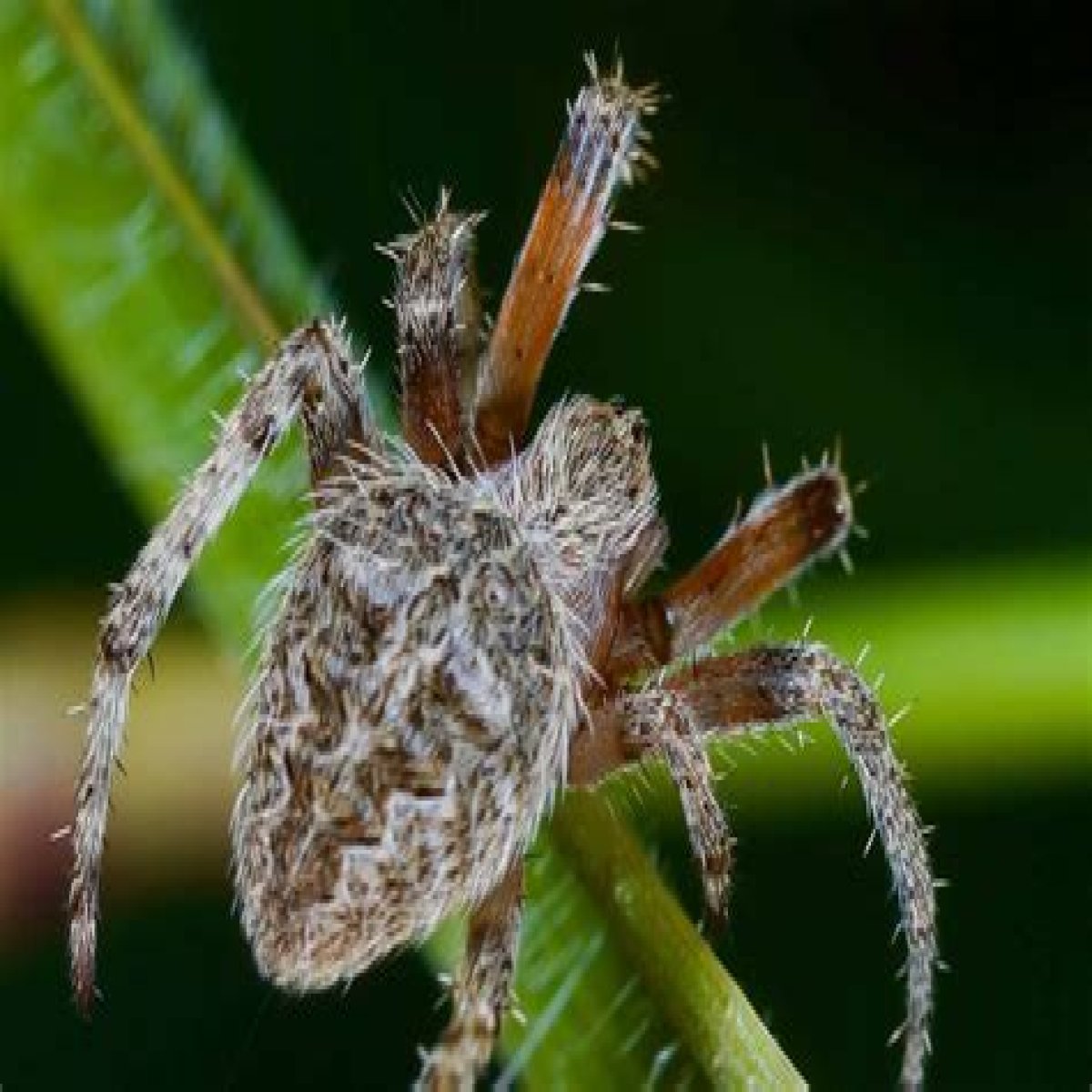 ___! A spider!