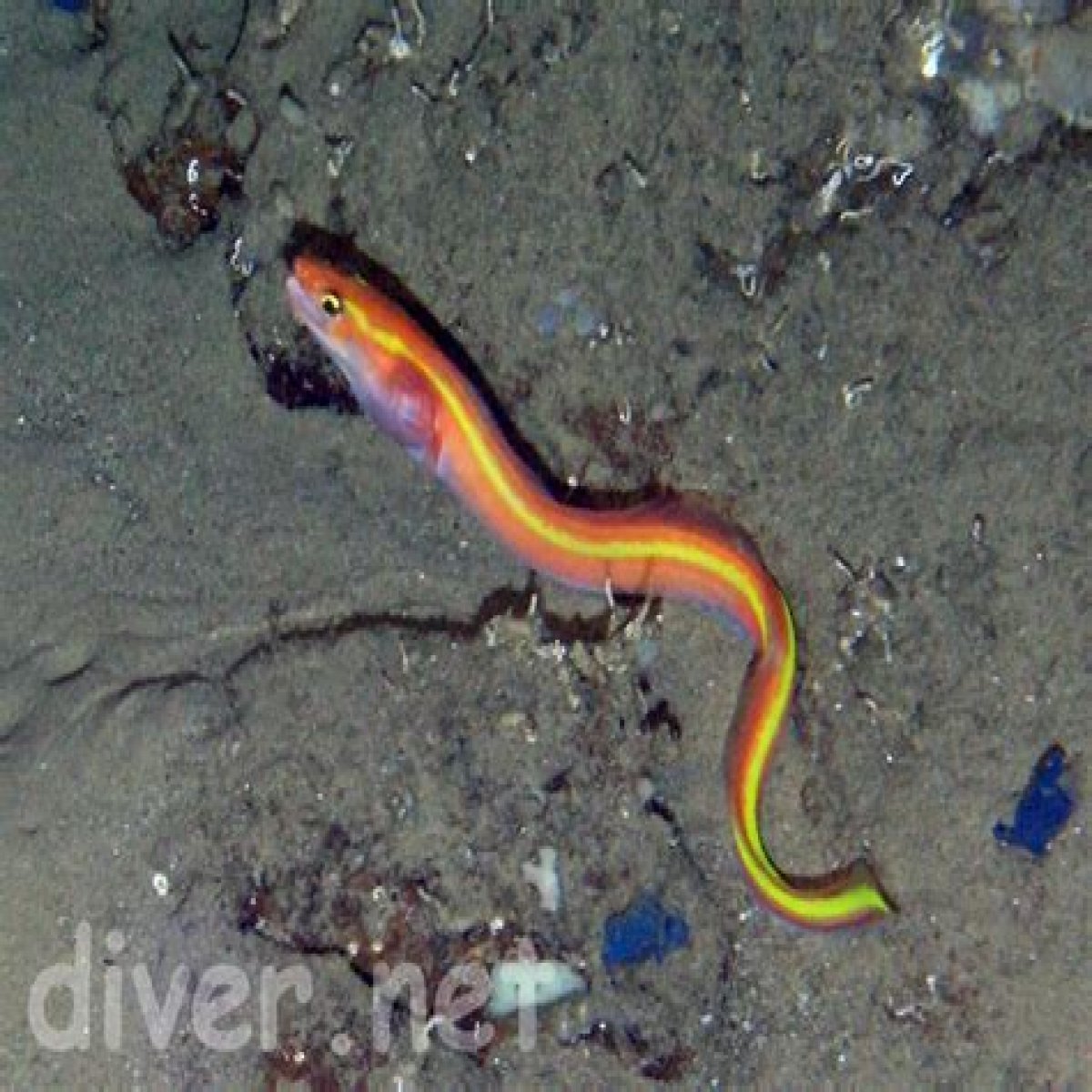 Conger or moray for example
