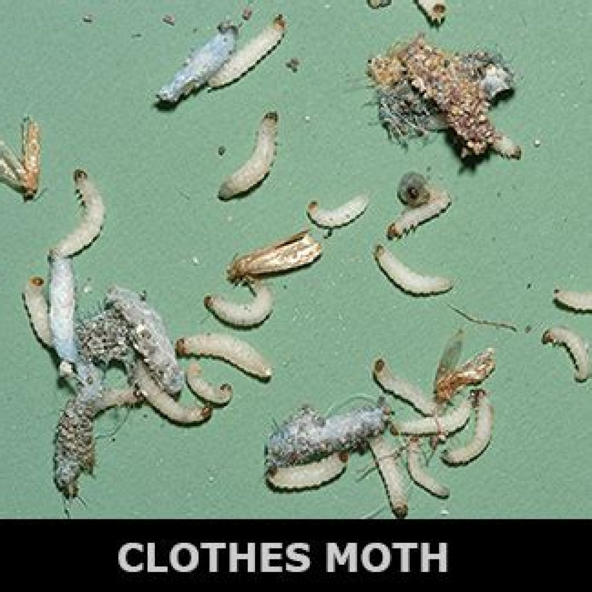 Control Household Insect Pests | Mississippi State University Extension Service