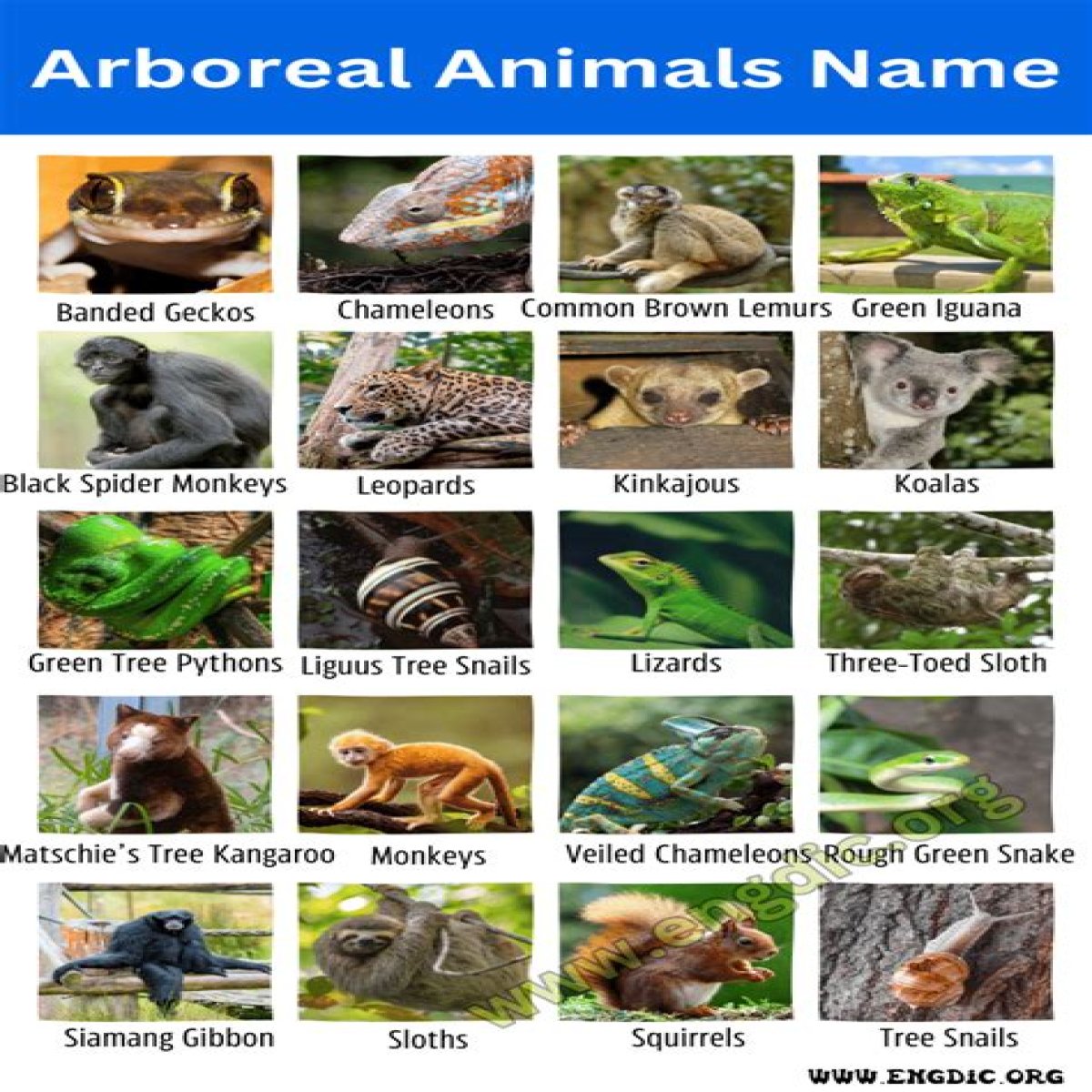 Place for an arboreal animal