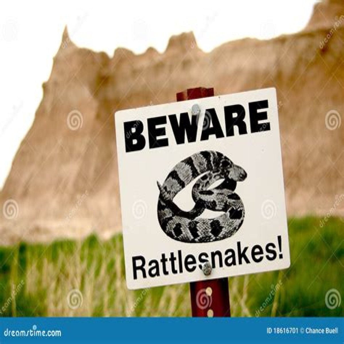 Rattlesnake's warning