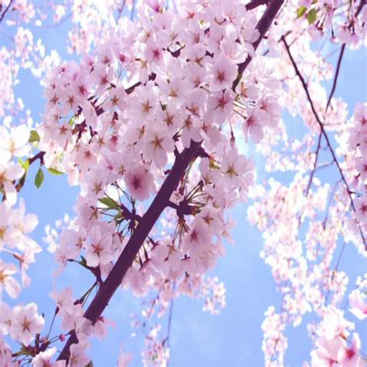 Small blossom